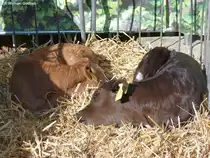 Essen, Grugapark - schlafender Kuh-Nachwuchs bei  Essen erntet  (Oktober 2014)
