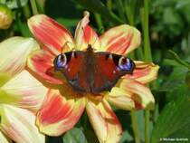 Essen, Grugapark - Schmetterling auf Dahlienblte (Oktober 2014)