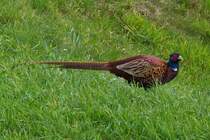 . Ein Fasan am Wegesrand. 09.10.2014 (Hans)