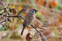 Ein Spatz auf einem Zweig. - 16.10.2014