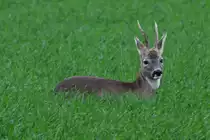 Ein Rehbock auf einem Feld bei Lindow (NWM); 21.10.2014