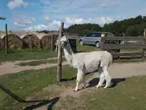 Wie Alpakas nun mal sind war,am 24.August 2014,dieses Alpaka in Gothen/Usedom neugierig wer da fotografierte.