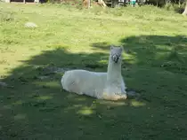 Allt�gliches Alpakaleben auf einer Weide in Gothen/Usedom(bei Heringsdorf)am 24.August 2014.