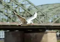 M�we beim Flug �ber dem Rhein in K�ln - 31.07.2014