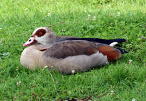 Nilgans relaxt auf einer Wiese in Brhl - 26.07.2014