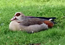 Nilgans relaxt auf einer Wiese in Br�hl - 26.07.2014