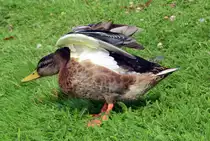 Stockente bei der Morgengymnastik in Br�hl - 26.07.2014