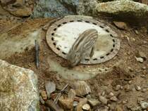 Am 14.08 2014 sitzt ein Frischling auf einem Gulli Deckel. Aufgenommen im Tiergehege in Mehlmeisel.