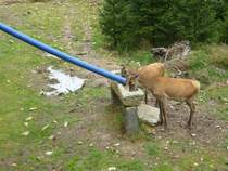 Am 14.08.2014 fressen zwei Rehe aus einem Trog.
Aufgenommen im Tiergehege in Mehlmeisel.