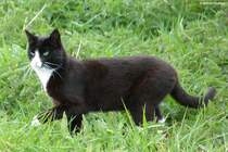 Diese Katze ist unterwegs durch die Wiesen auf der Reddevitzer Hft - Mnchgut, Rgen (Mai 2011)