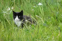 Auf der Lauer: Katze auf einer der Wiesen auf der Reddevitzer H�ft - M�nchgut, R�gen (Mai 2011)