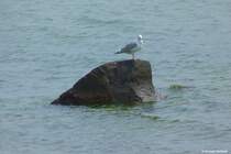 Vor dem Sdstrand von Ghren (Mnchgut, Rgen) werden wir von dieser Mwe beobachtet (Mai 2011)