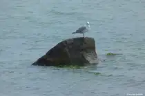 Vor dem S�dstrand von G�hren (M�nchgut, R�gen) werden wir von dieser M�we beobachtet (Mai 2011)