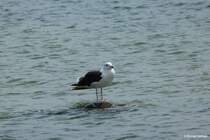 Vor dem Sdstrand von Ghren (Mnchgut, Rgen) - diese Mwe hat sich einen Platz auf einen kleinen Fels gesucht (Mai 2011)