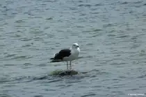 Vor dem S�dstrand von G�hren (M�nchgut, R�gen) - diese M�we hat sich einen Platz auf einen kleinen Fels gesucht (Mai 2011)