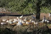 G�nsefarm in Vorst, 28.10.12