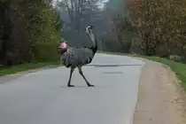 Stolz �berquert ein Nandu-Hahn die Kreisstra�e zwischen Utecht und Schattin; 19.01.2014