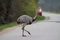 Ein Nandu �berquert die Kreisstra�e zwischen Utecht und Schattin; 19.11.2014