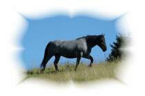 Er fhlt sich sichtlich wohl auf der Bergweide. 19.11.09