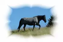 Er f�hlt sich sichtlich wohl auf der Bergweide. 19.11.09