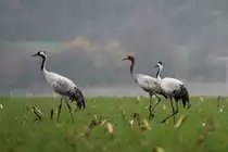 Kraniche mit Jungtier bei Thandorf; 19.09.2014