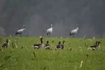 Eine Gruppe Saatg�nse vor einer Gruppe Kraniche bei Thandorf (NWM); 19.11.2014