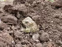 Erdkr�te, aufgenommen am 06.10.2014