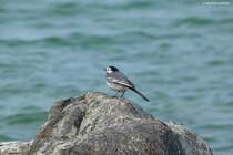 Bachstelze auf einem Felsen direkt an der Ostseekste unterhalb der Kreidefelsen im Nordosten von Rgen (Mai 2011)