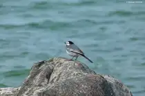 Bachstelze auf einem Felsen direkt an der Ostseek�ste unterhalb der Kreidefelsen im Nordosten von R�gen (Mai 2011)