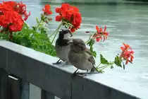 Zwei freche Spatzen warten sehns�chtigst auf Futter. Juli 09