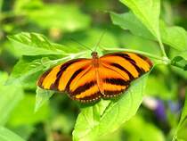 Dryadula phaetusa, aufgenommen am 25.09.2008 im Schmetterlingspark Grevenmacher