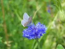 Hauhechel-Bl�uling (Polyommatus icarus), aufgenommen am 31.07.2009