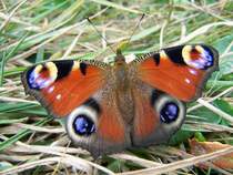 Tagpfauenauge (Inachis io), aufgenommen am 24.09.2009