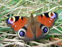 Tagpfauenauge (Inachis io), aufgenommen am 24.09.2009