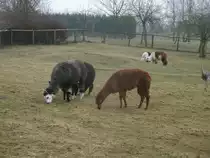 Alpakas,am 02.M�rz 2014,im Vogelpark Marlow.