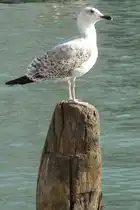 Seem�ve am Canale Grande. Ob sie auf Futter wartet?  Okt. 09