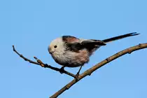 Schwanzmeise (Nordische Unterart Aegithalos caudatus caudatus) Bild April 2014 in Iiti S�dfinnland