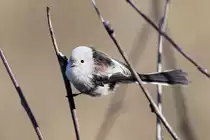 Schwanzmeise(Nordische Unterart Aegithalos caudatus caudatus)
Bild April 2014 in Iiti S�dfinnland