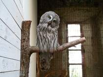 Bartkauz, aufgenommen am 03.10.2013