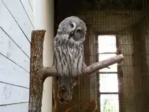 Bartkauz, aufgenommen am 03.10.2013