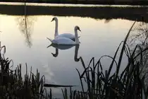zwei Schw�ne auf dem Rentweinsdorfer See