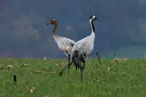 Ein Kranich mit Jungtier bei Thandorf; 20.11.2014