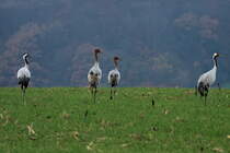 Eine Kranich-Familie bei Thandorf; 20.11.2014