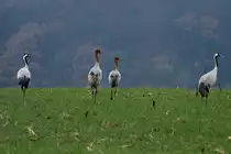 Eine Kranich-Familie bei Thandorf; 20.11.2014