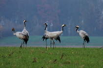 Kraniche auf einem Feld bei Thandorf; 20.11.2014