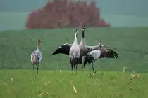 Kraniche auf einem Feld bei Thandorf; 20.11.2014