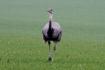 Eine Nandu-Henne auf einem Feld bei Niendorf. Hier sind sie auch von der A 20 aus zu sehen; 30.11.2014