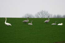 Wo ich sonst die grte Nandupopulation in Deutschland antreffe, beobachtete ich gestern eine Familie Singschwne. Zur Zeit sind viele Singschwne als Wintergste in Nordwestmecklenburg. Vielleicht gelingt mir noch ein Foto mit beiden Vogelarten. Utecht, 30.11.2014