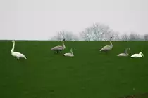 Wo ich sonst die gr��te Nandupopulation in Deutschland antreffe, beobachtete ich gestern eine Familie Singschw�ne. Zur Zeit sind viele Singschw�ne als Winterg�ste in Nordwestmecklenburg. Vielleicht gelingt mir noch ein Foto mit beiden Vogelarten. Utecht, 30.11.2014