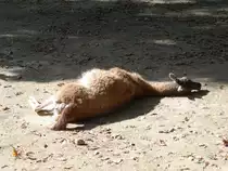 Guanako im Parc Merveilleux in Bettembourg am 16.09.2014